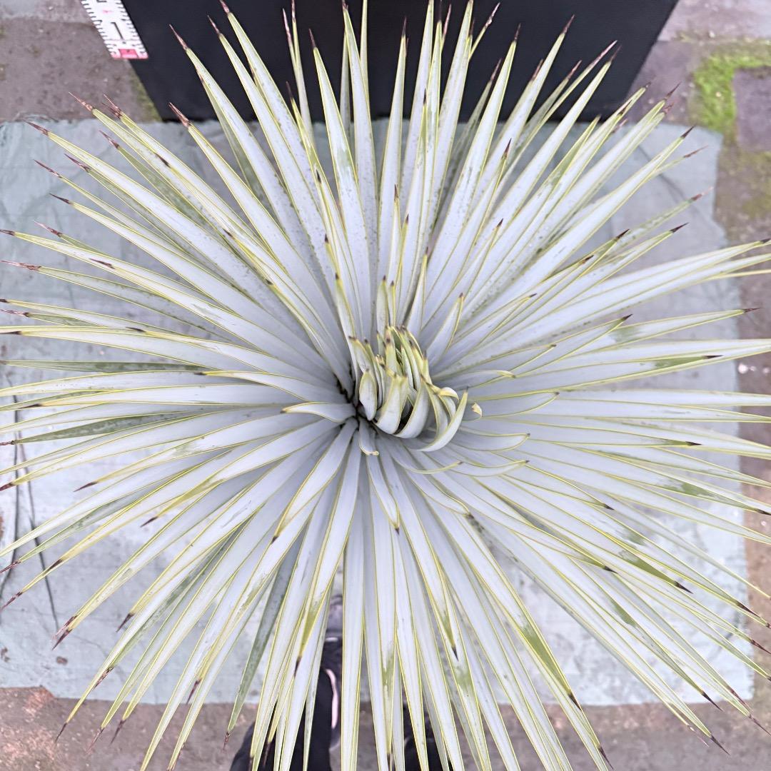 ノ*リ様 【AL1143】ユッカ　ロストラータ　24cm鉢