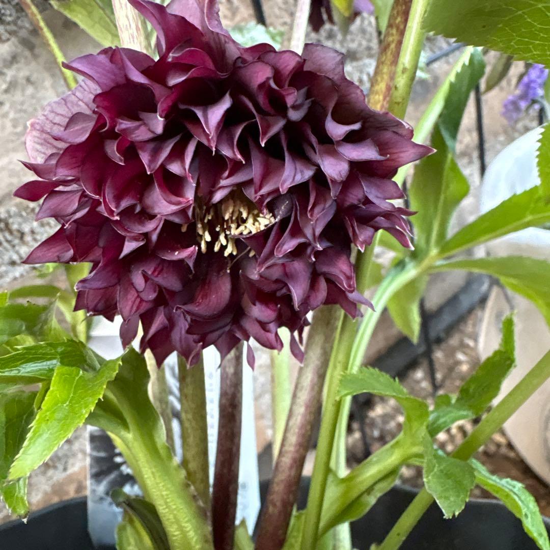 クリスマスローズクレオパトラ