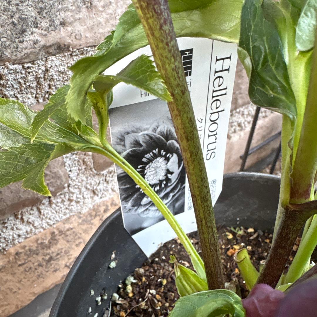 クリスマスローズクレオパトラ