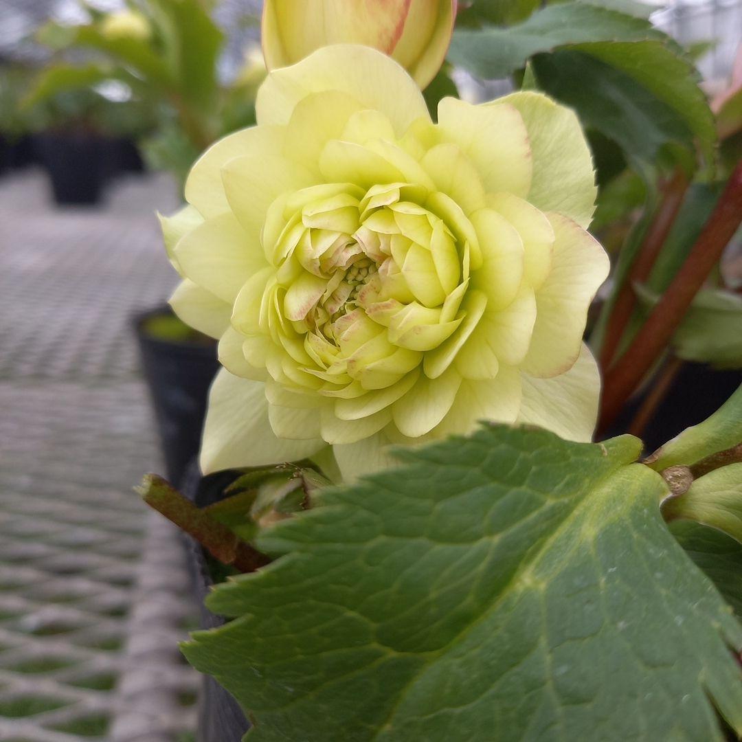 可愛いお花畑♪春色♪4個セット！クリスマスローズ、苗、開花株