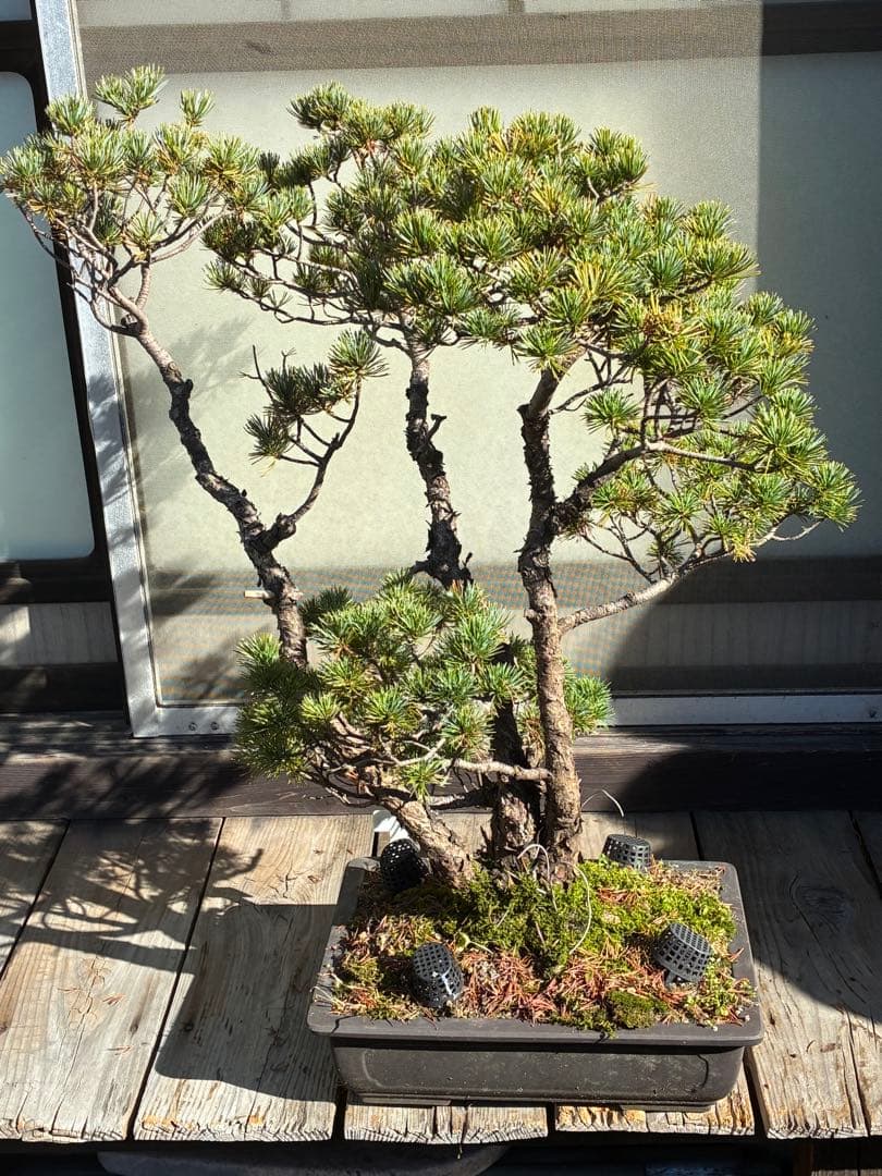 安*重様 ★盆栽★ 赤石五葉松　E-22 樹齢70年以上　★愛媛県より発送★