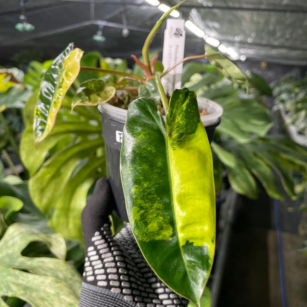 FD1 フィロデンドロン　ビレッティア　斑入り