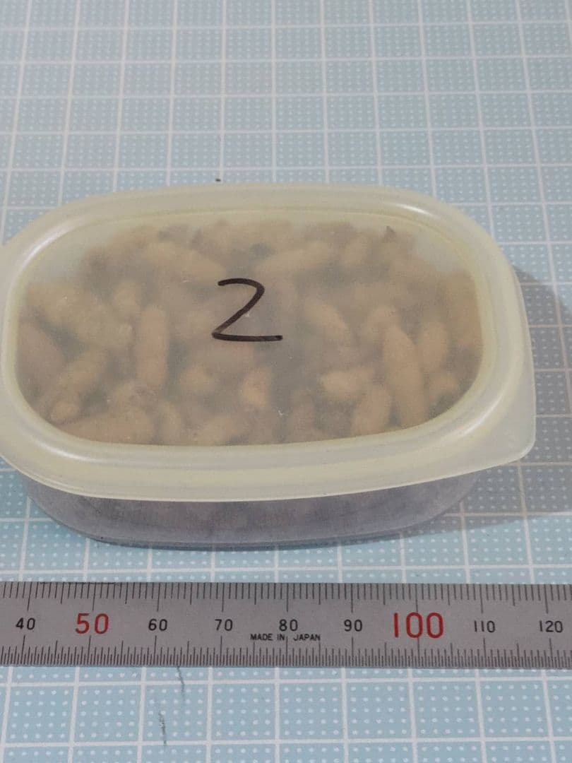 クロカミラン 2 自家人工交配増殖品