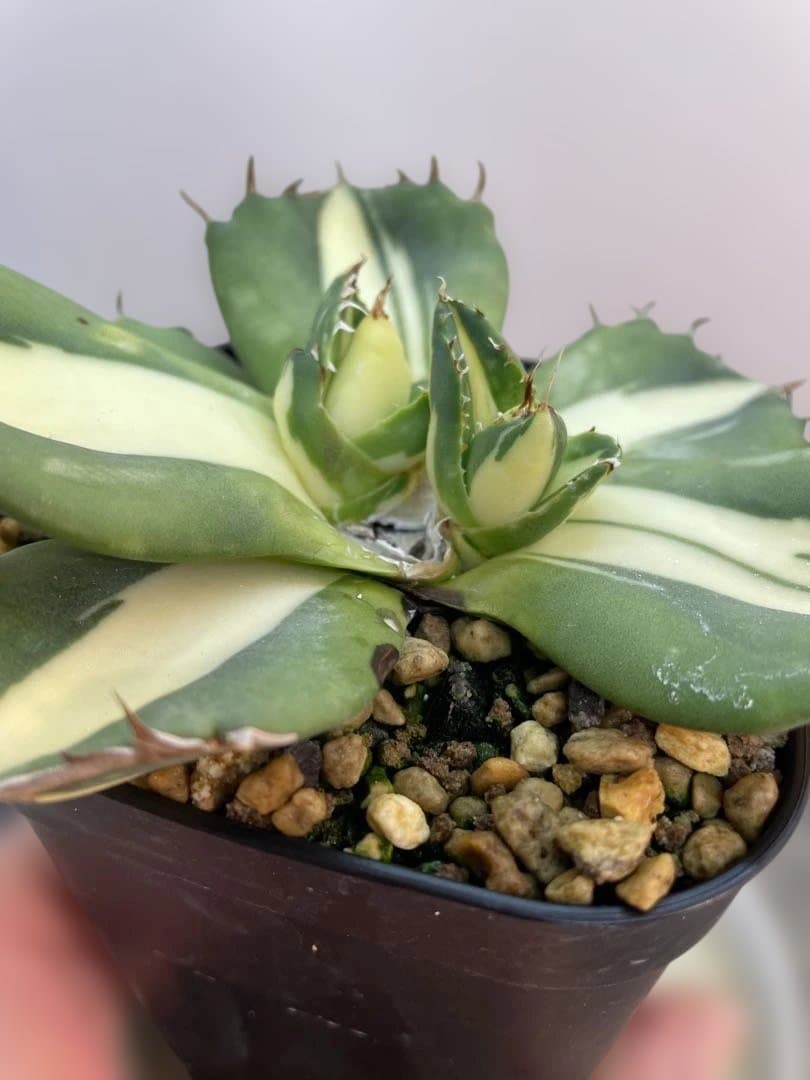 天照太御神　確認用