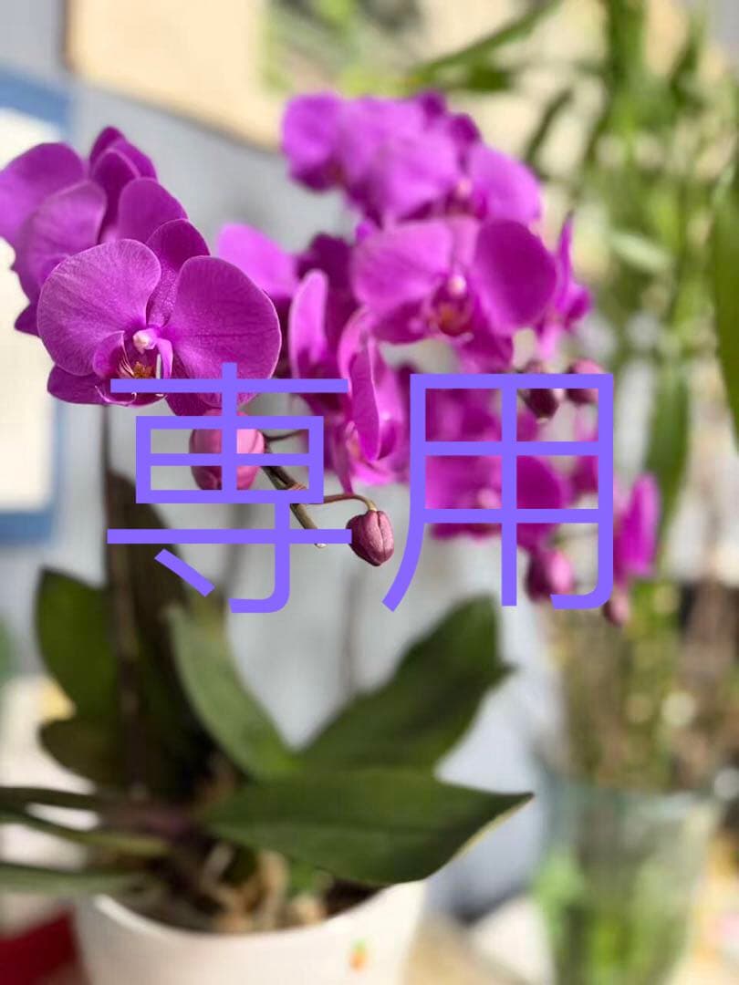 ゆうはるAMI PARIS刺繍ニットカーディガングレーSサイズセーター