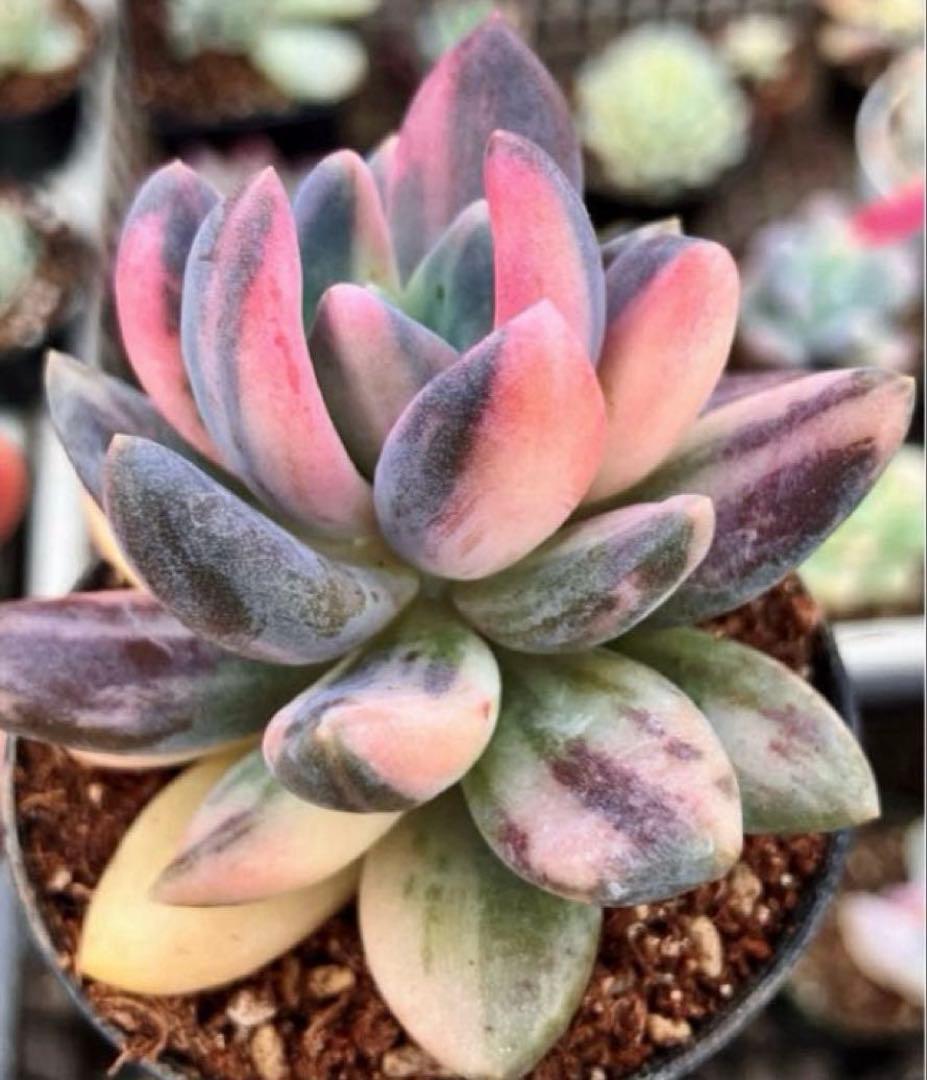 専用　マクライジング錦　紫麗殿錦　フローレンス錦×2 ピンクルビー錦