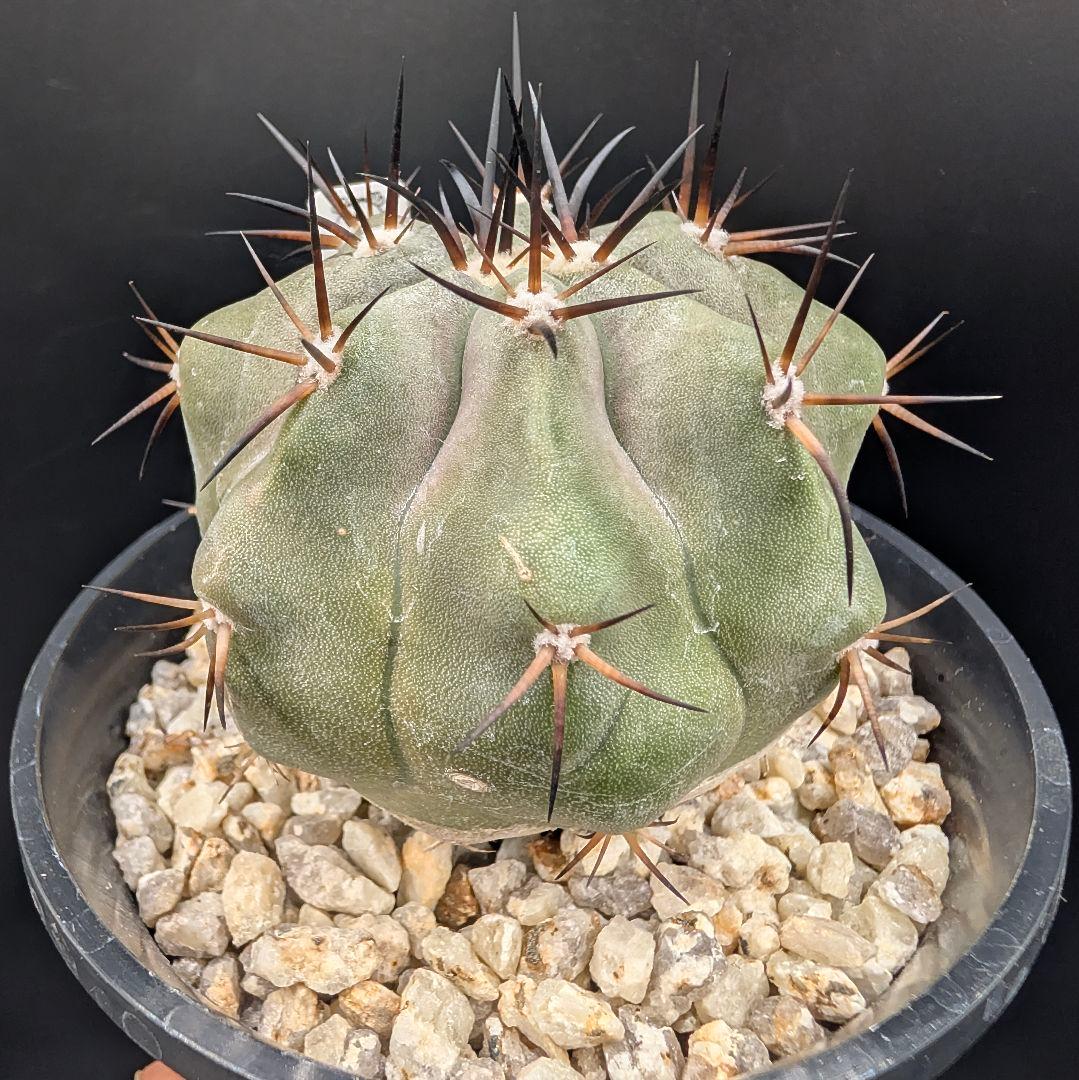 1*o様 コピアポア 黒王丸 国内実生 鉢植え メルカリ便送料込み