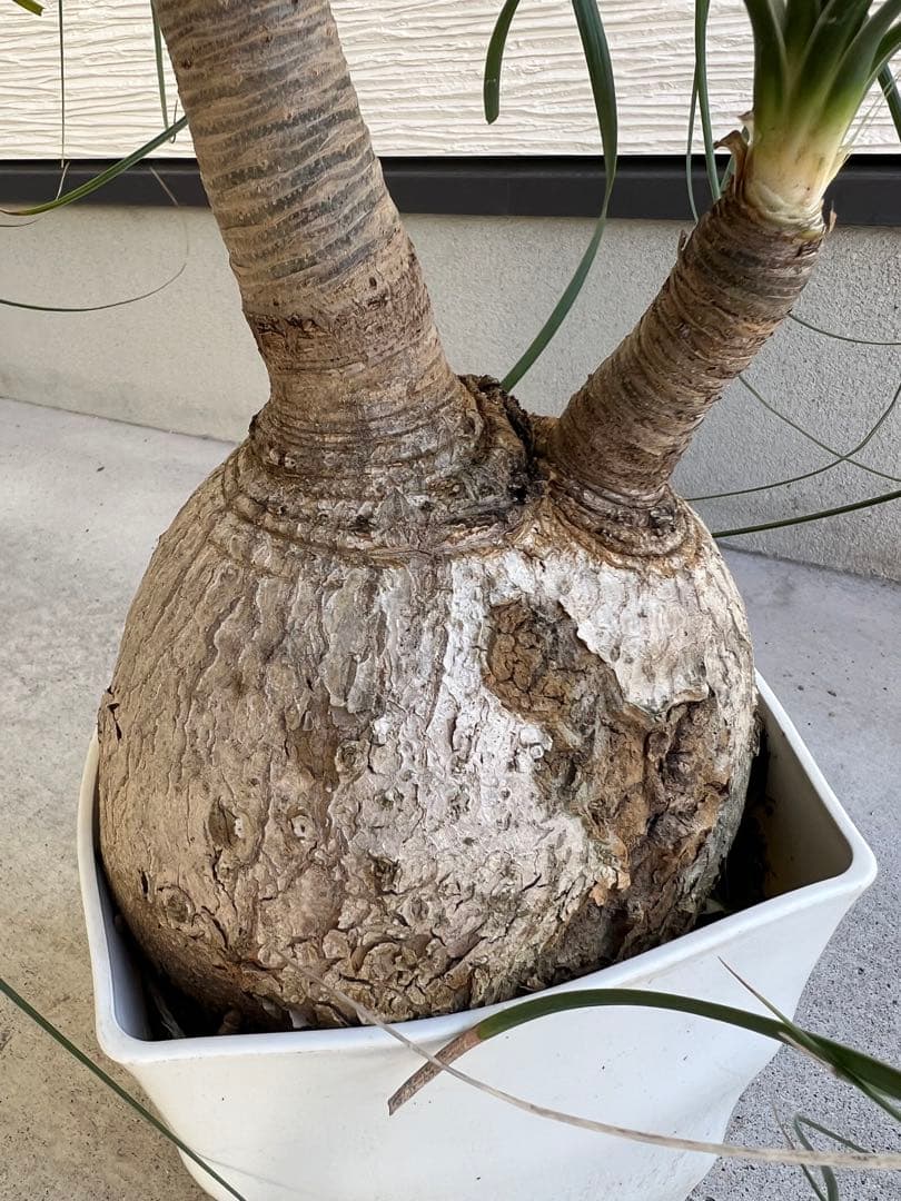 【タイムセール】ボーカルネア・レクルバータ / ノリナ トックリラン 大株 希少