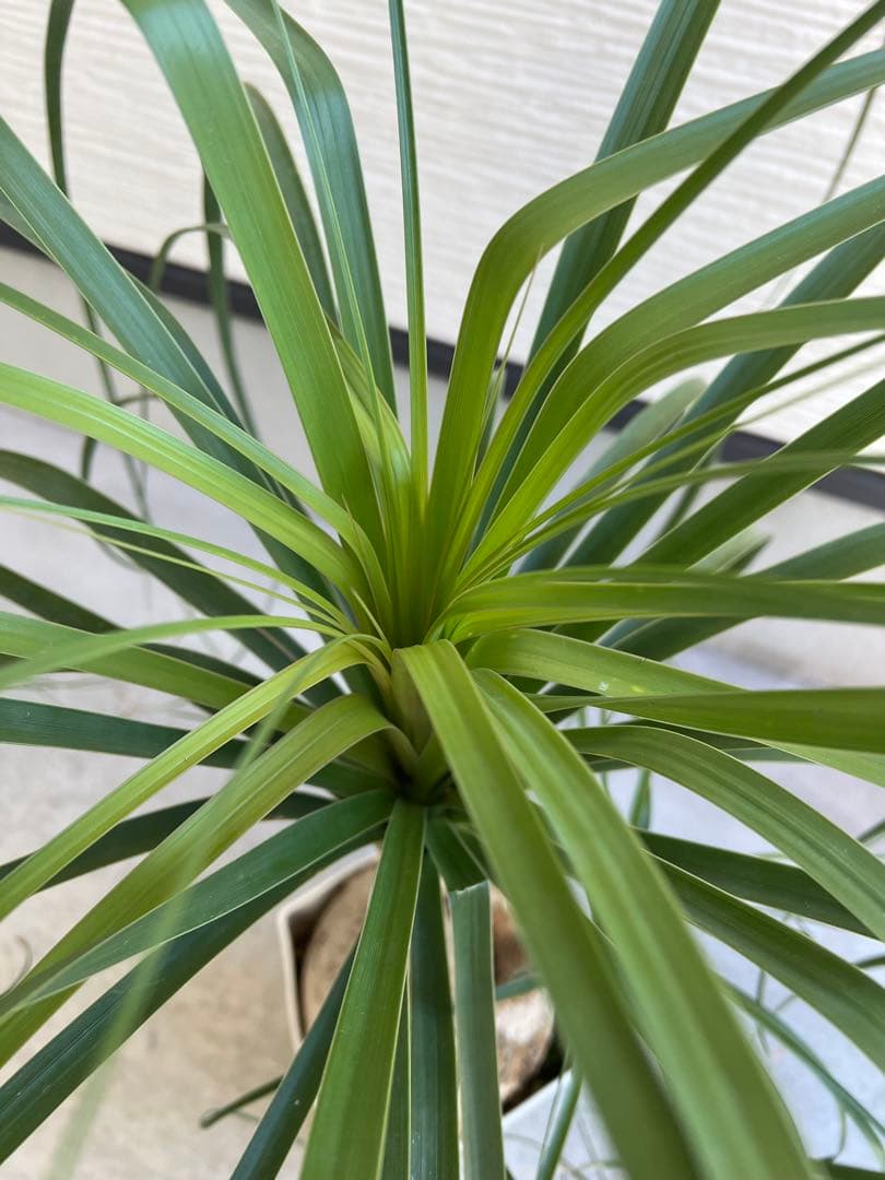 【タイムセール】ボーカルネア・レクルバータ / ノリナ トックリラン 大株 希少