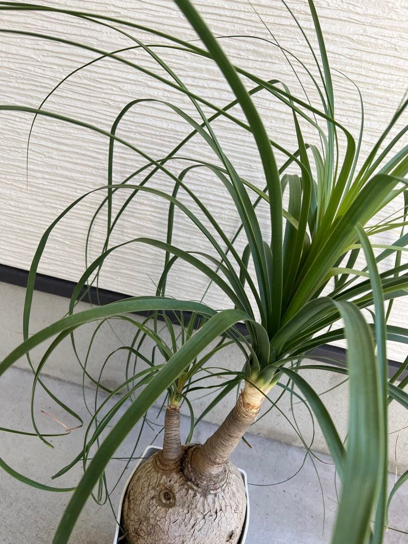 【タイムセール】ボーカルネア・レクルバータ / ノリナ トックリラン 大株 希少