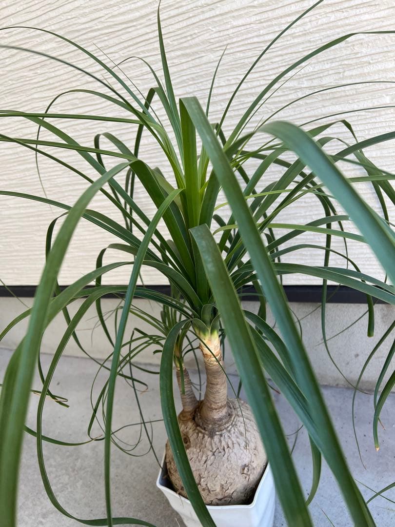 【タイムセール】ボーカルネア・レクルバータ / ノリナ トックリラン 大株 希少