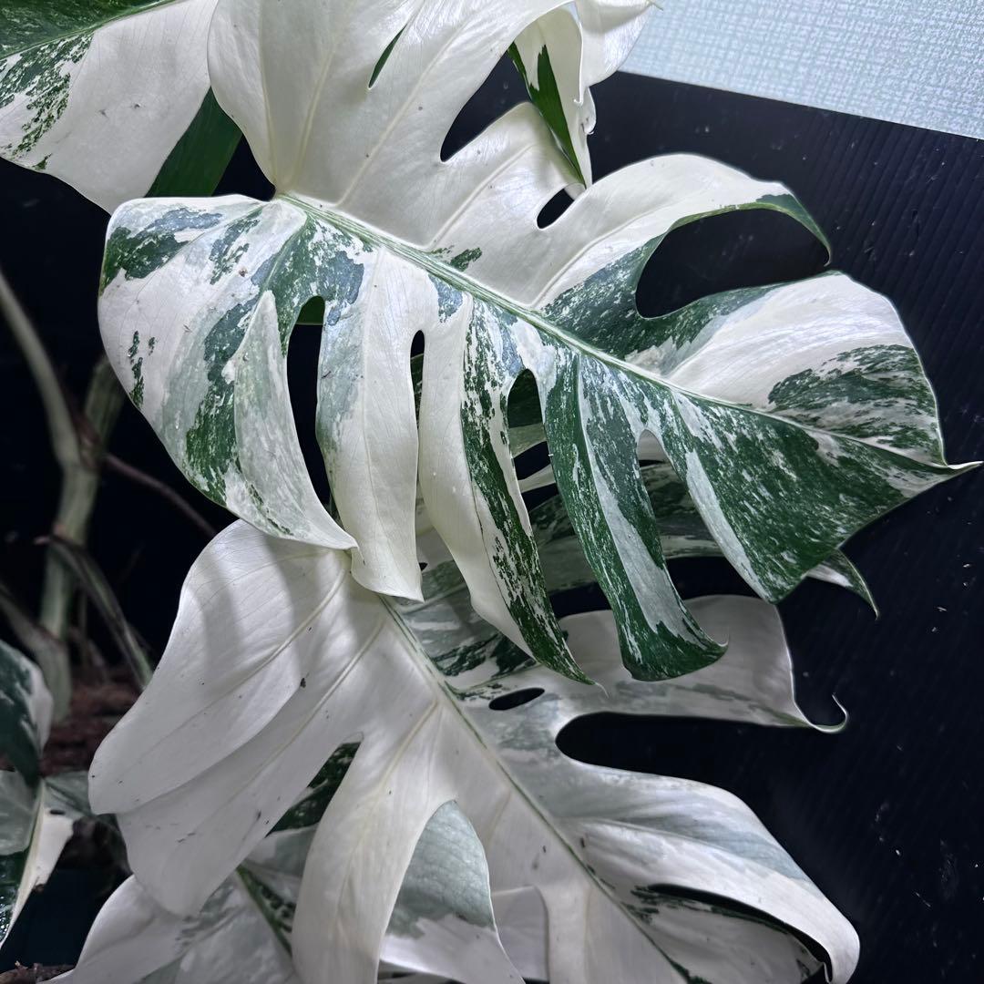 斑入りモンステラ ホワイトタイガー極美大株74cm白斑多