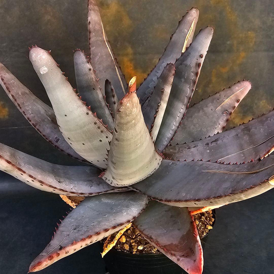 メルカリ便発送☆多肉植物 アロエ属 コニフェラ