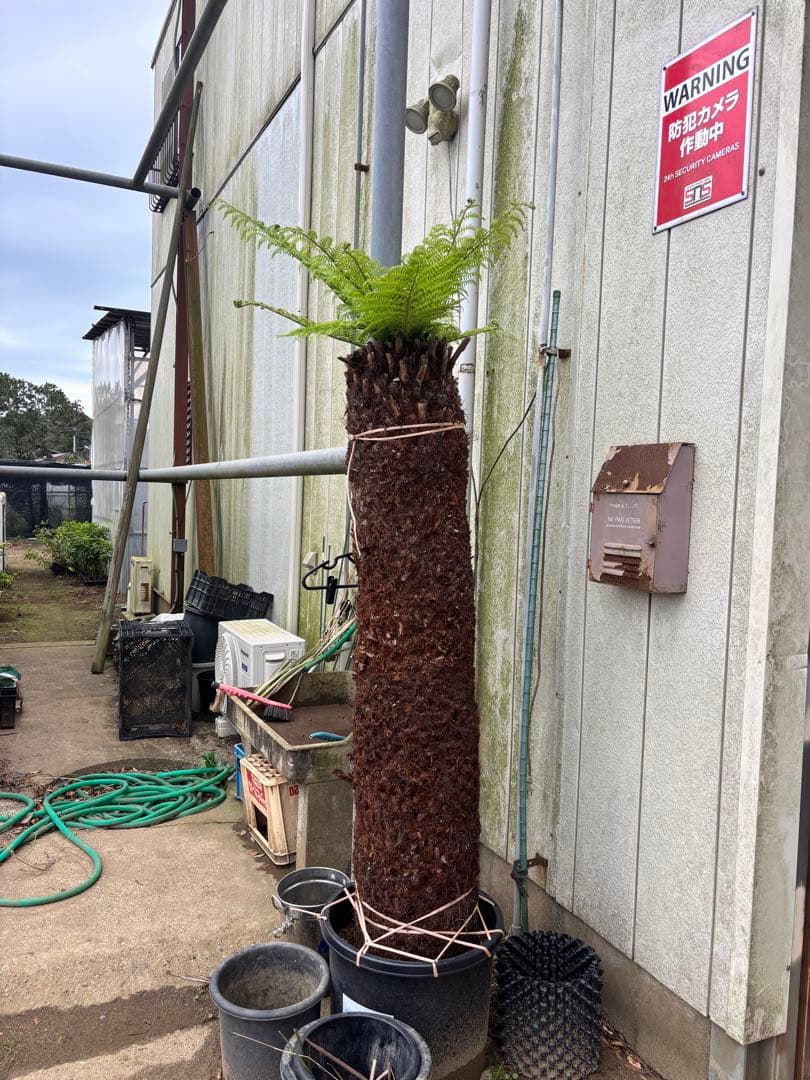 けん ディクソニア　希少　輸入株