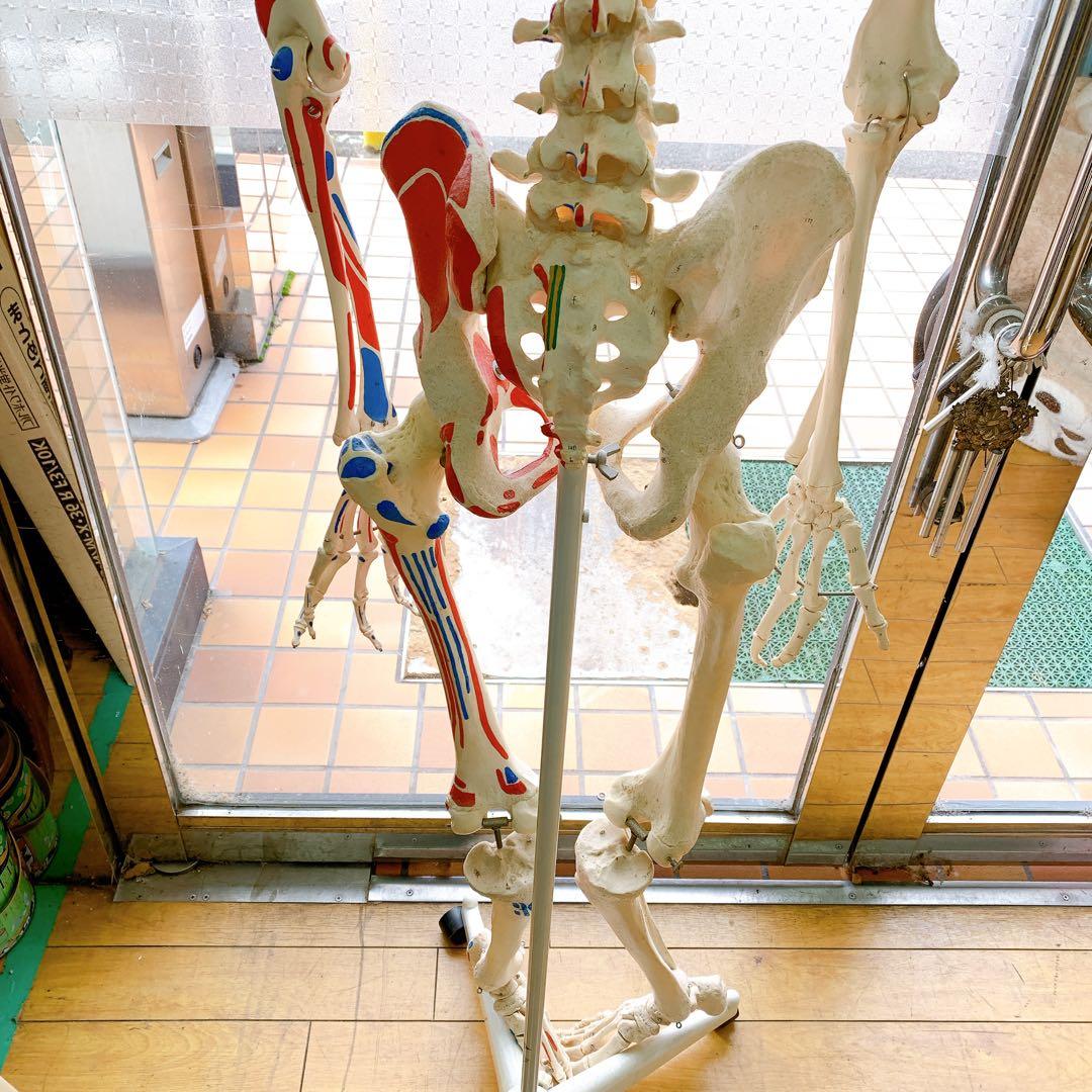 1AAM010 人体骨格模型 人体模型 3B 等身大 色分け 定価7万超