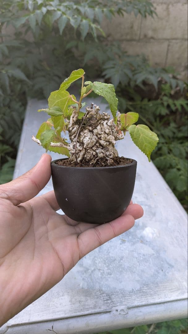 オオハマボウ　小品