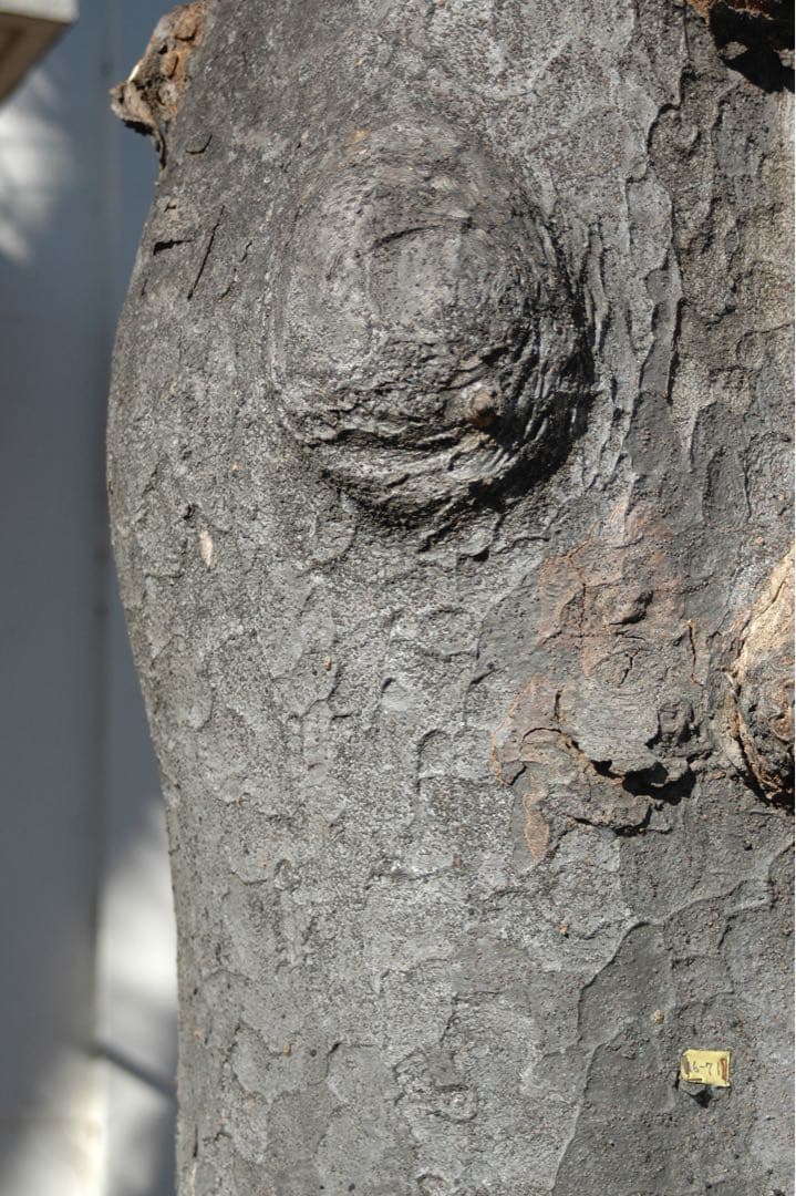 動作確認済 美品 Nikon D70s 35-70mm レンズ セット