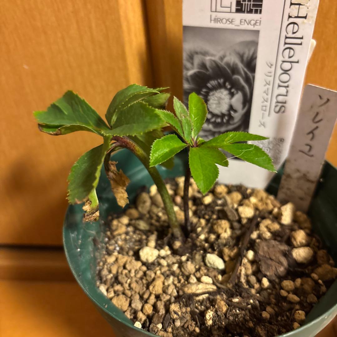 クリスマスローズ 極上 認定ソレイユ 数量限定‼️ ①