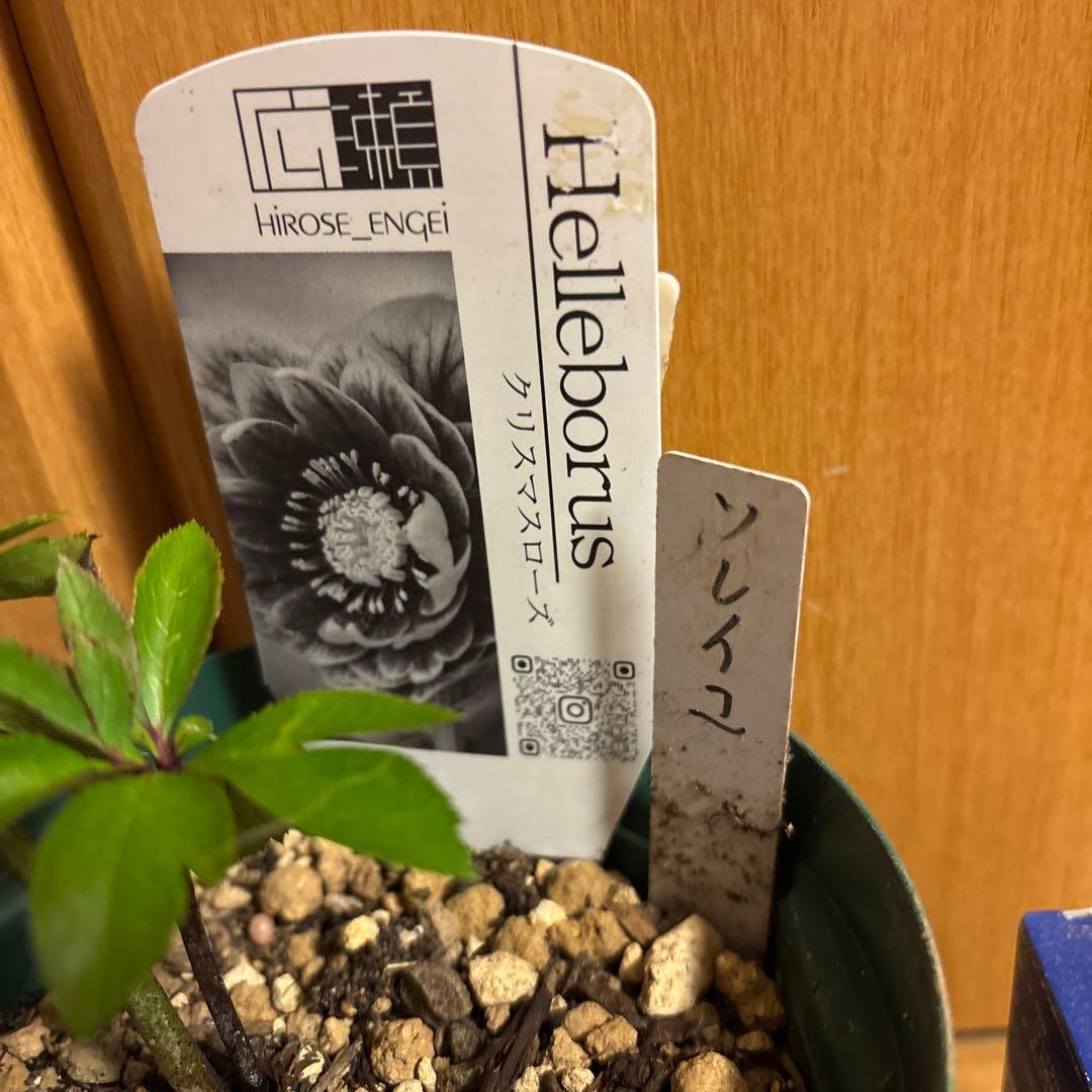 クリスマスローズ 極上 認定ソレイユ 数量限定‼️ ①