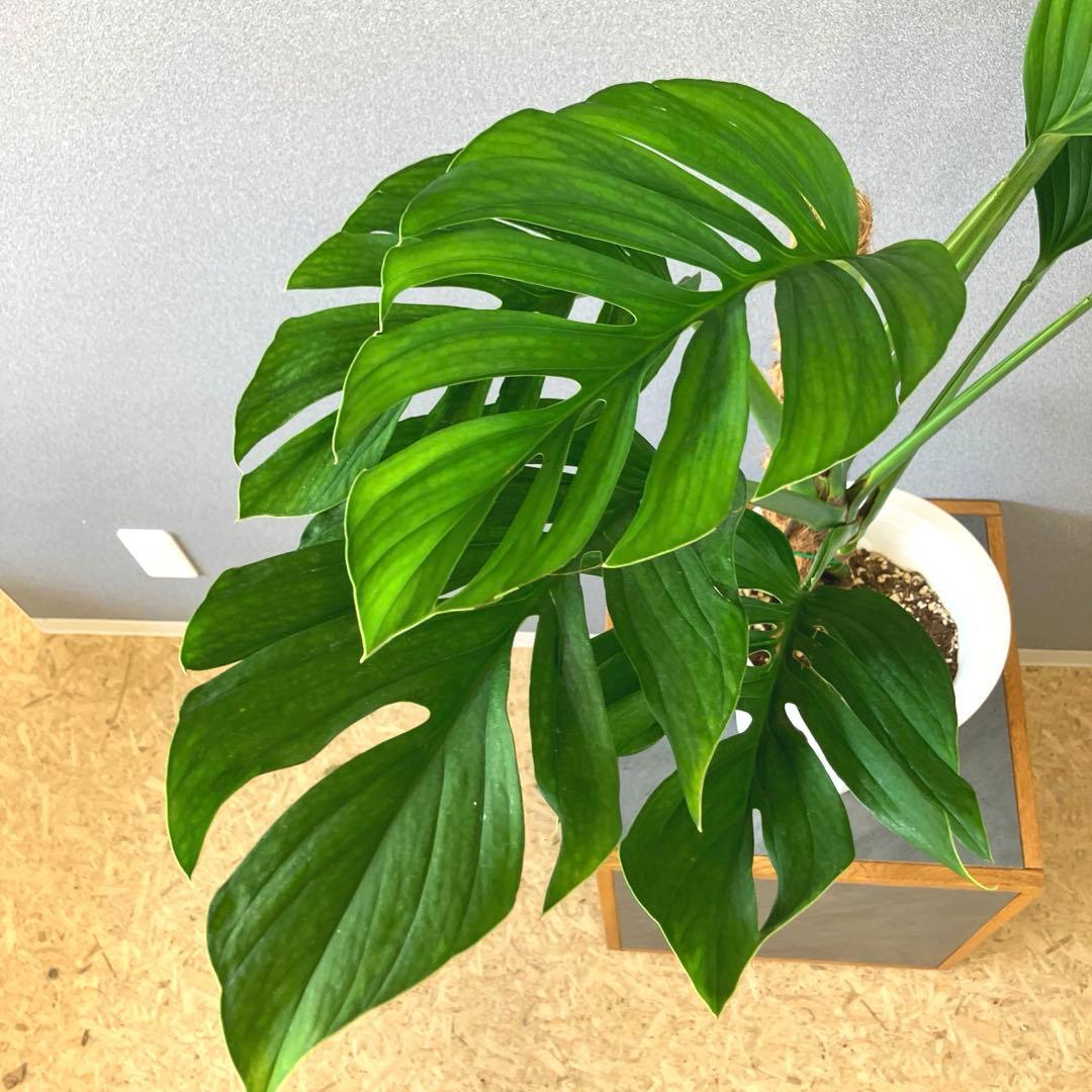 超希少❗️モンステラ　ジェイドウィング✨