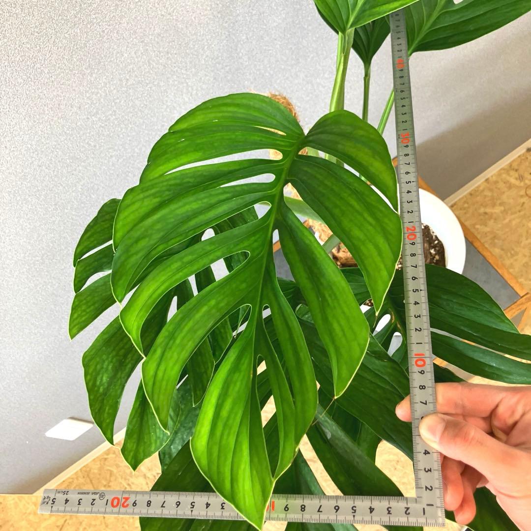 超希少❗️モンステラ　ジェイドウィング✨