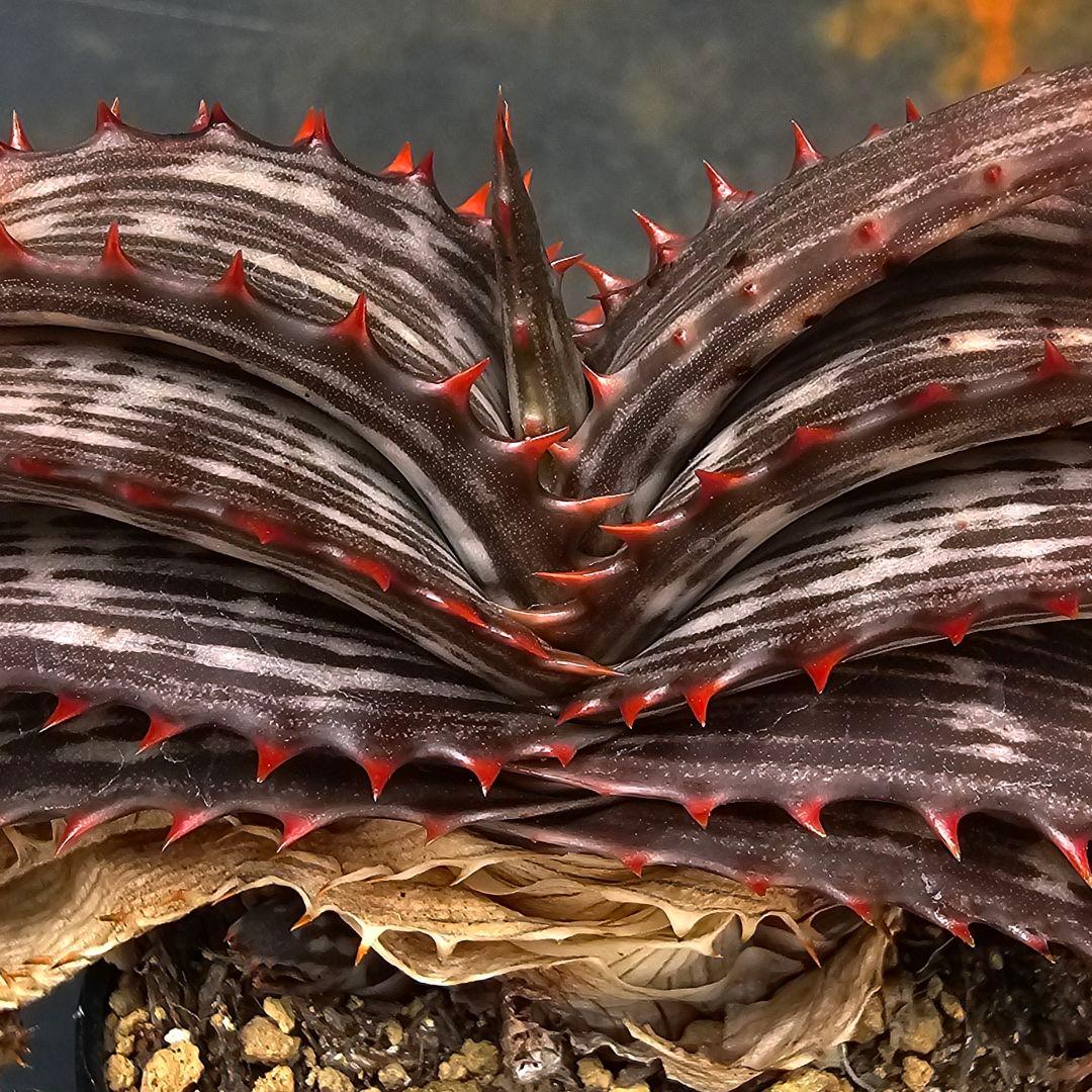 ハオルチア・アロエ Aloe branddraaiensis