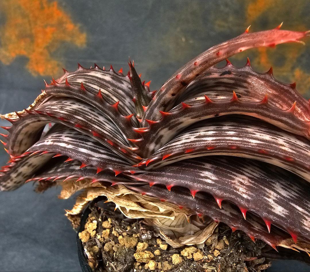 ハオルチア・アロエ Aloe branddraaiensis