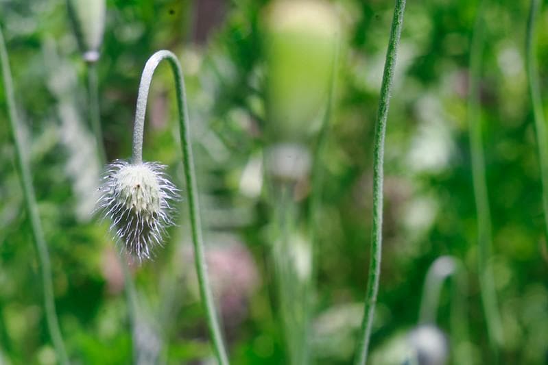 4　希少【RED P】 美品　沈胴式オールドレンズ インダスター22　L39