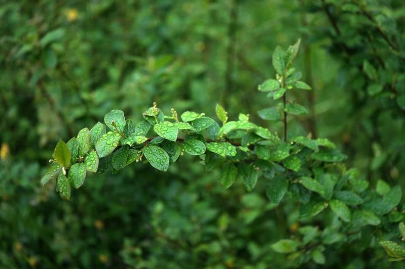 4　希少【RED P】 美品　沈胴式オールドレンズ インダスター22　L39