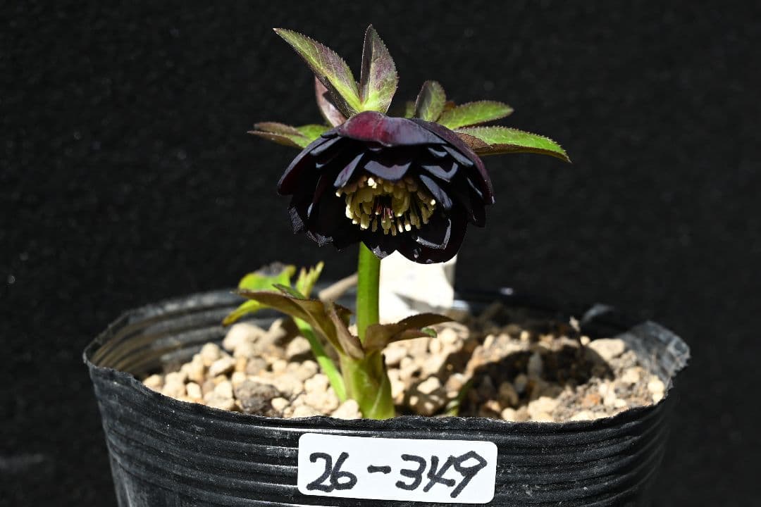 クリスマスローズ　最新花！多弁系ディープワイン　加藤農園