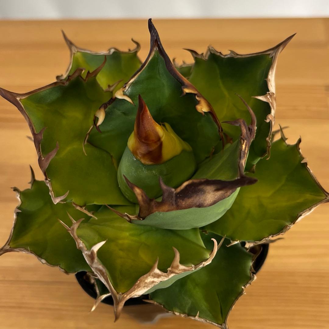 アガベチタノタ白牛犀　現品鉢ごと発送