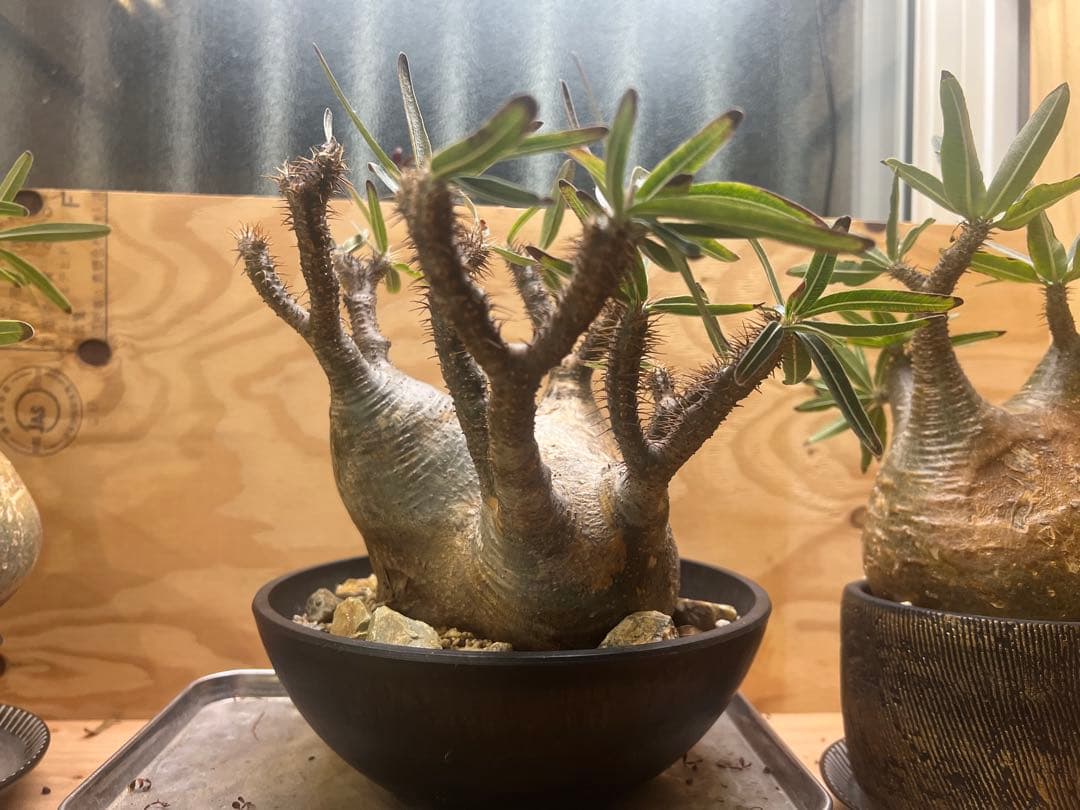 美形 パキポディウム グラキリス③　発根済