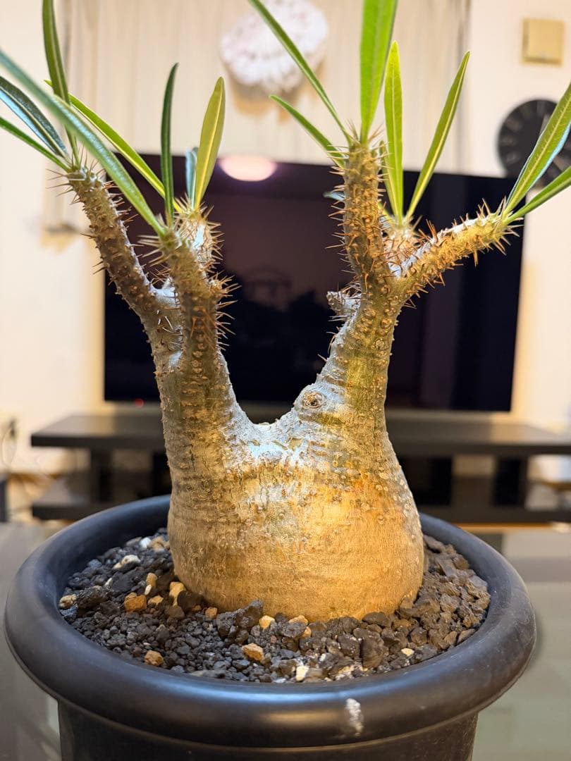 パキポディウムグラキリス　現地球　発根済