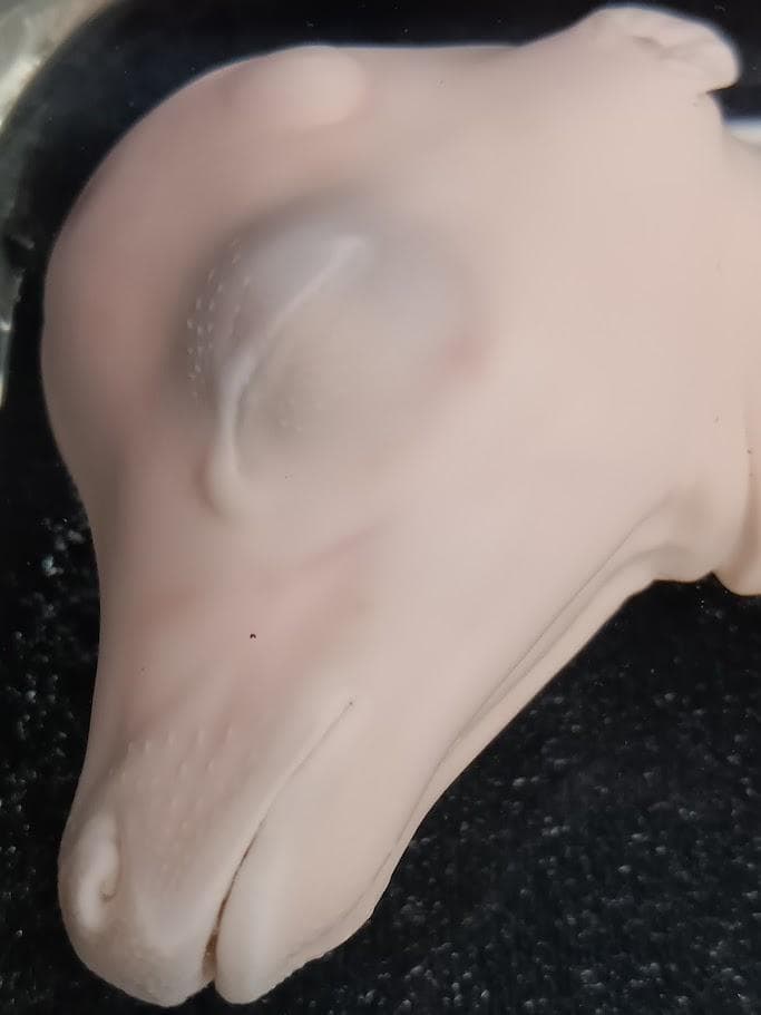 学術標本】種名ニホンジカ　胎児（♂）　エタノール浸漬標本　頭胴長約１３０ｍｍ