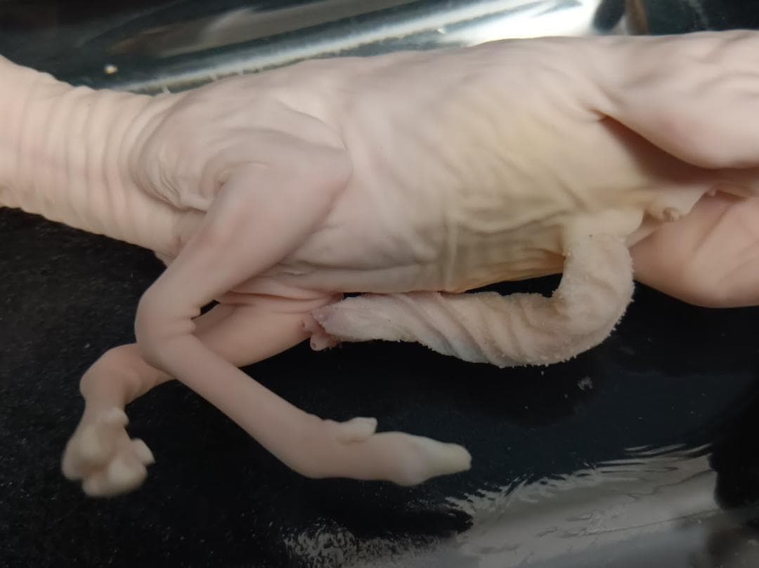 学術標本】種名ニホンジカ　胎児（♂）　エタノール浸漬標本　頭胴長約１３０ｍｍ