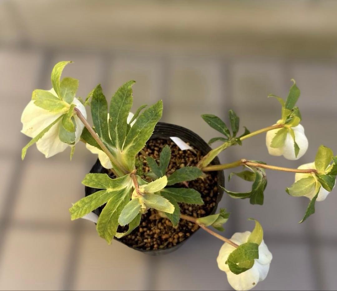バ*カ様 加藤農園　認定かぐや姫　芳香性ホワイトゴールド開花株　匿名発送　現品