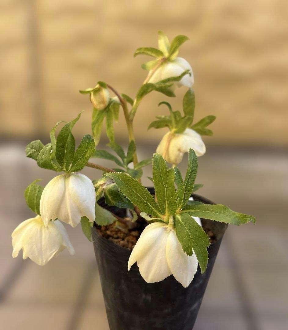 バ*カ様 加藤農園　認定かぐや姫　芳香性ホワイトゴールド開花株　匿名発送　現品