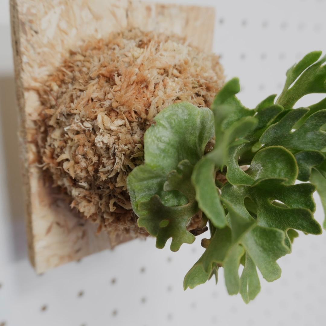 ビカクシダ リドレイ ドワーフ シルバー 板付 R-5