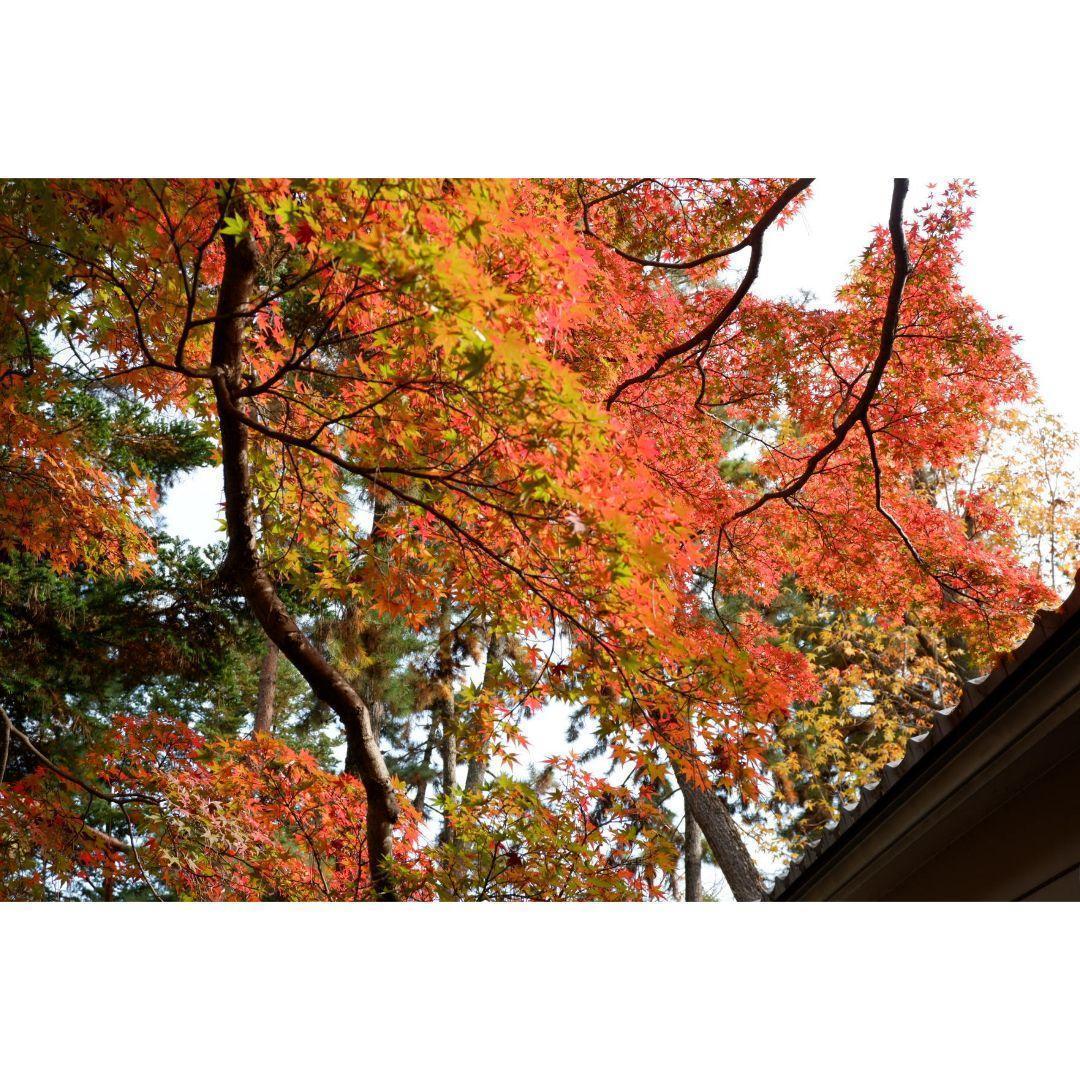 りずページ② ❤FUJIFILM XC 15-45mmレンズのみ