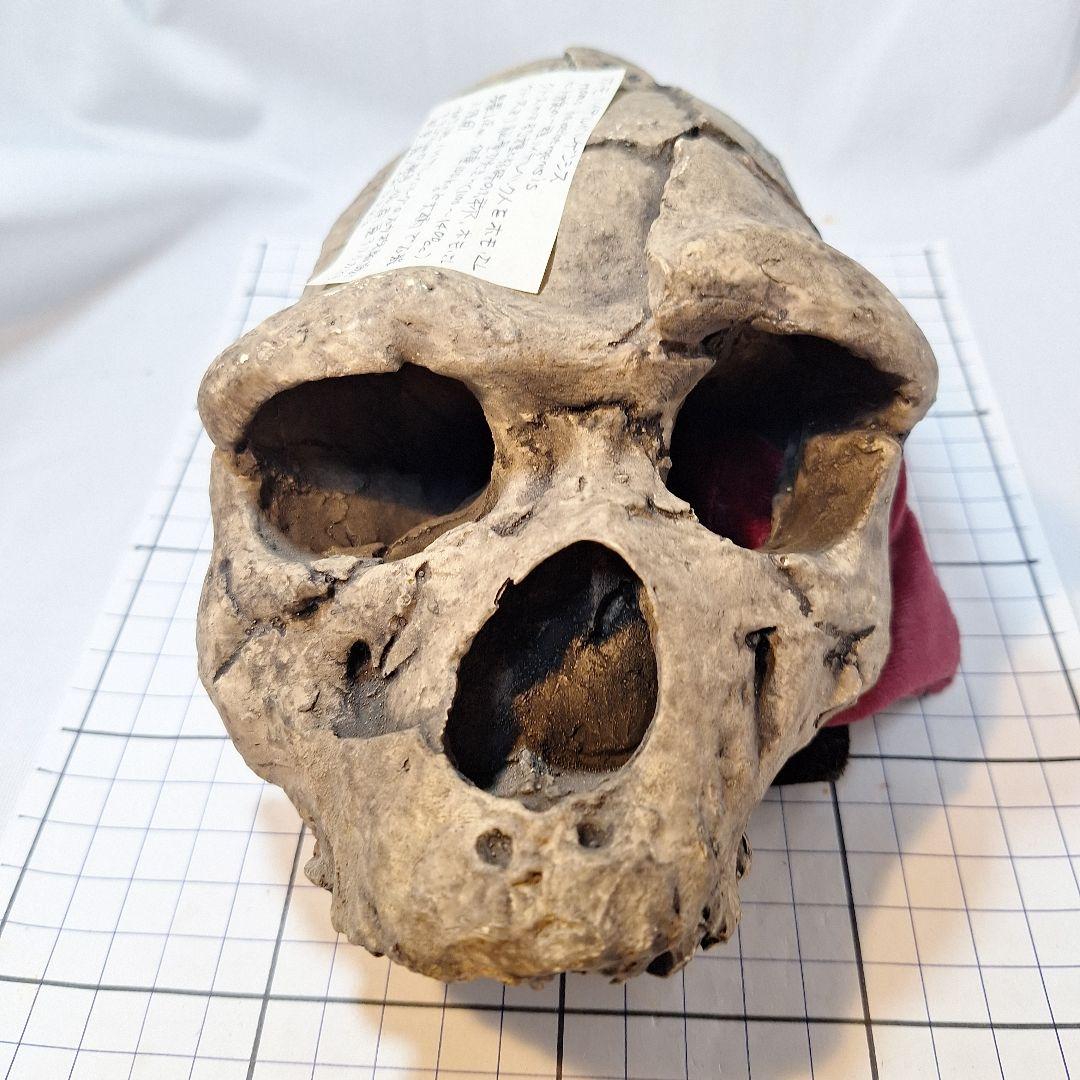 ホモ·ハイデルベルゲンシス頭骨模型