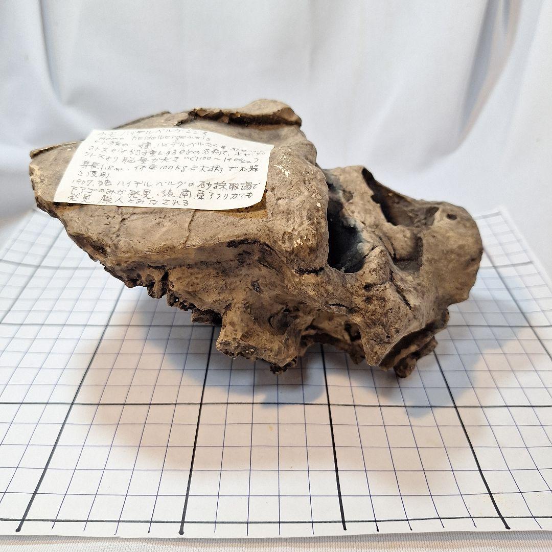 ホモ·ハイデルベルゲンシス頭骨模型