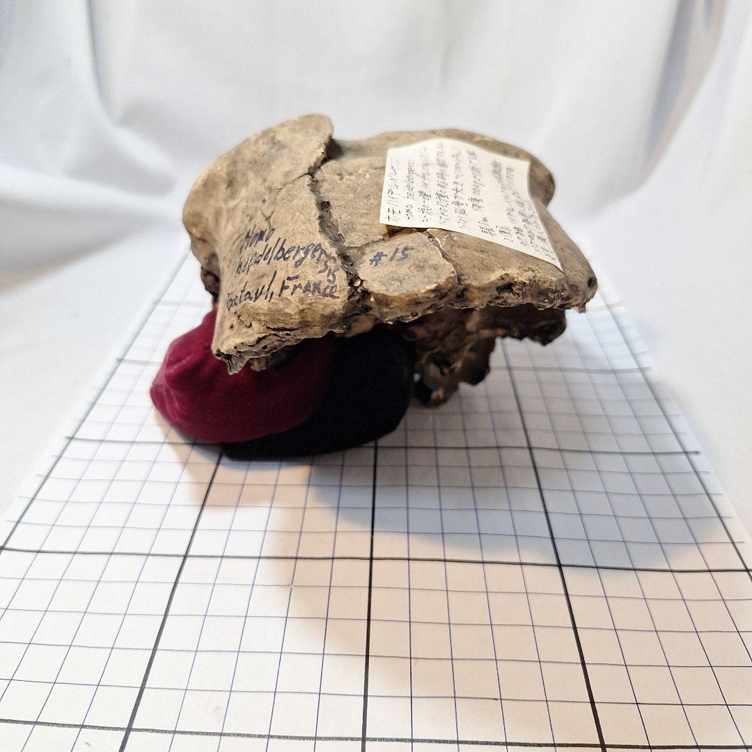 ホモ·ハイデルベルゲンシス頭骨模型