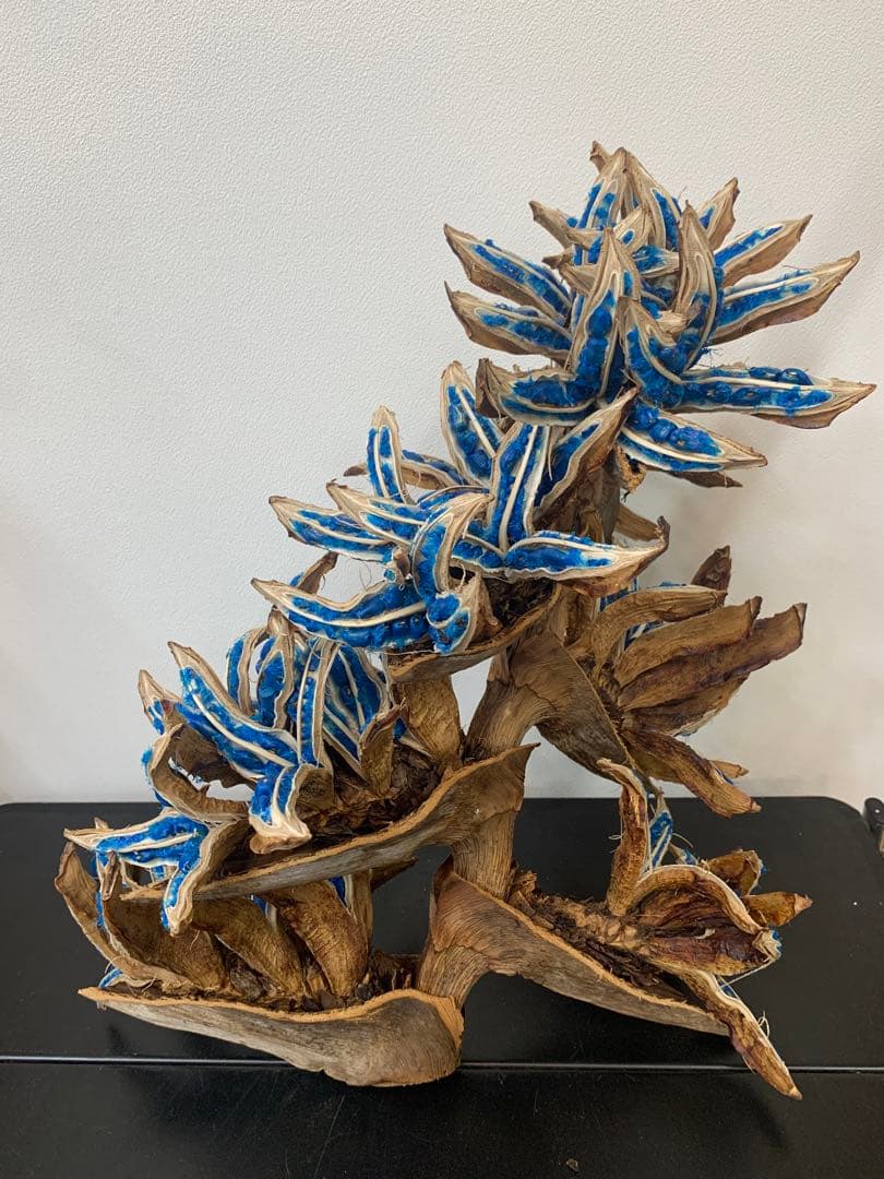 旅人の木A級品 ７節