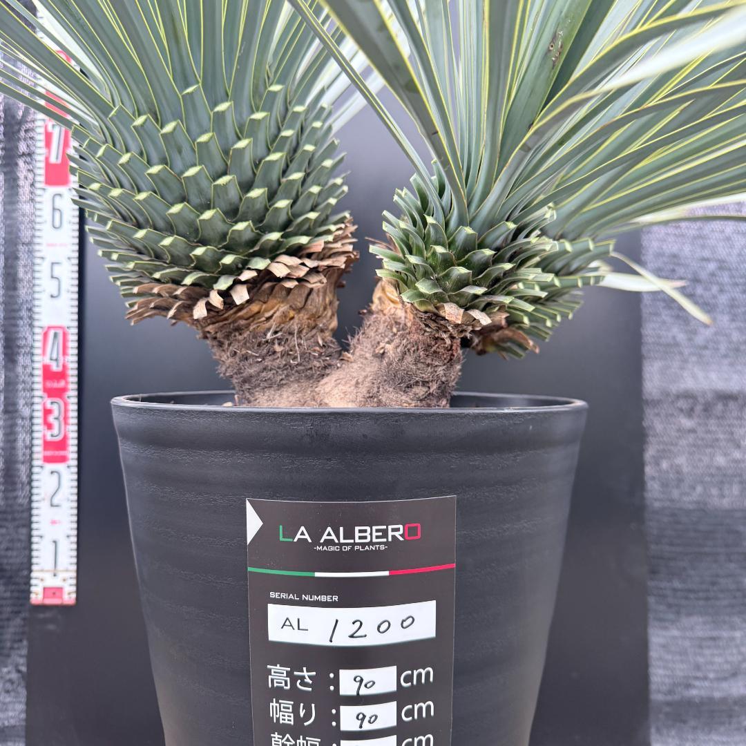 【AL1200】ユッカ　ロストラータ　トリプルヘッド