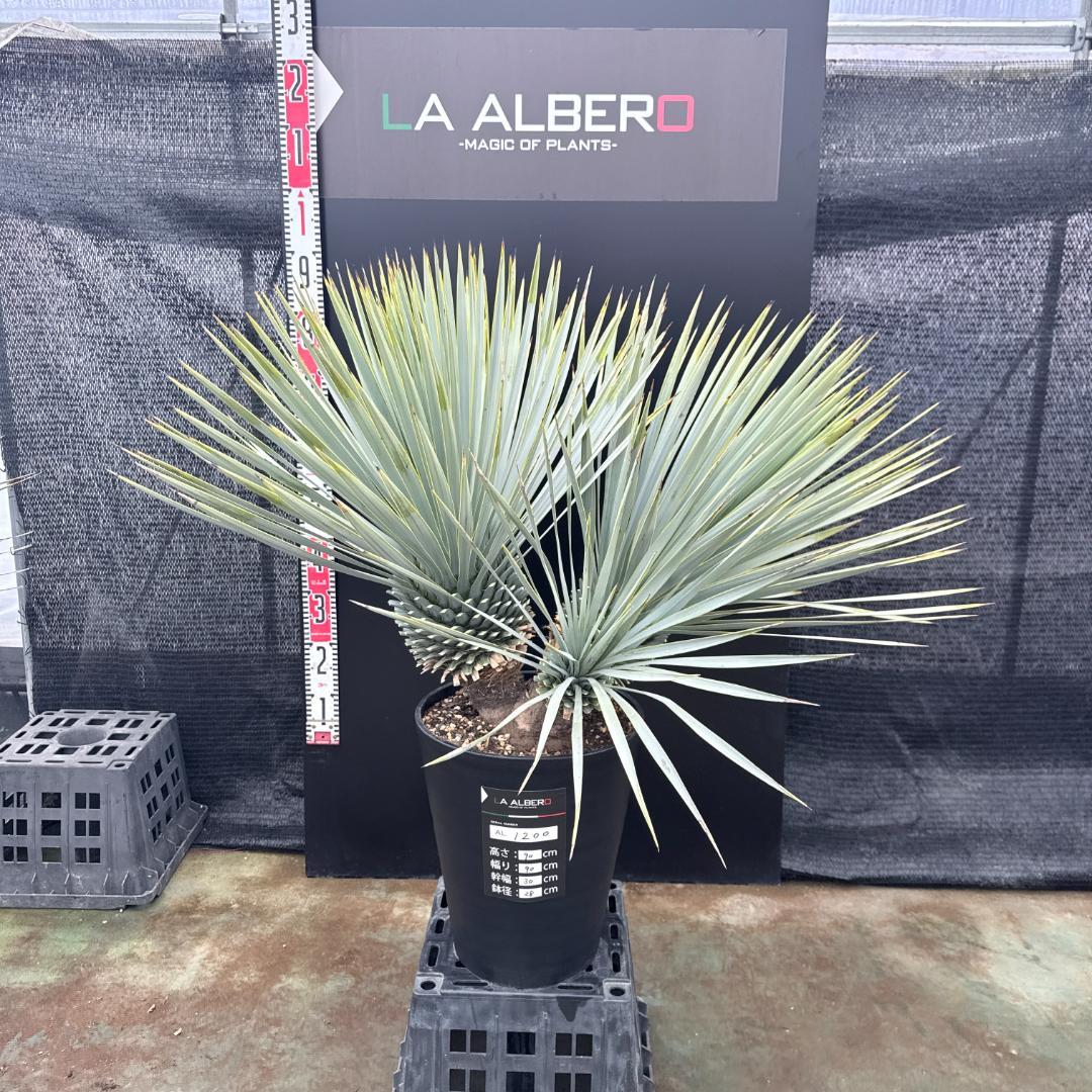 【AL1200】ユッカ　ロストラータ　トリプルヘッド