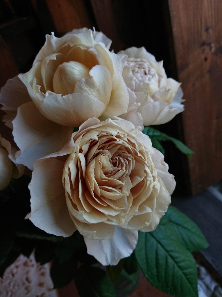 m*y様 バラ苗　和バラ　正規品