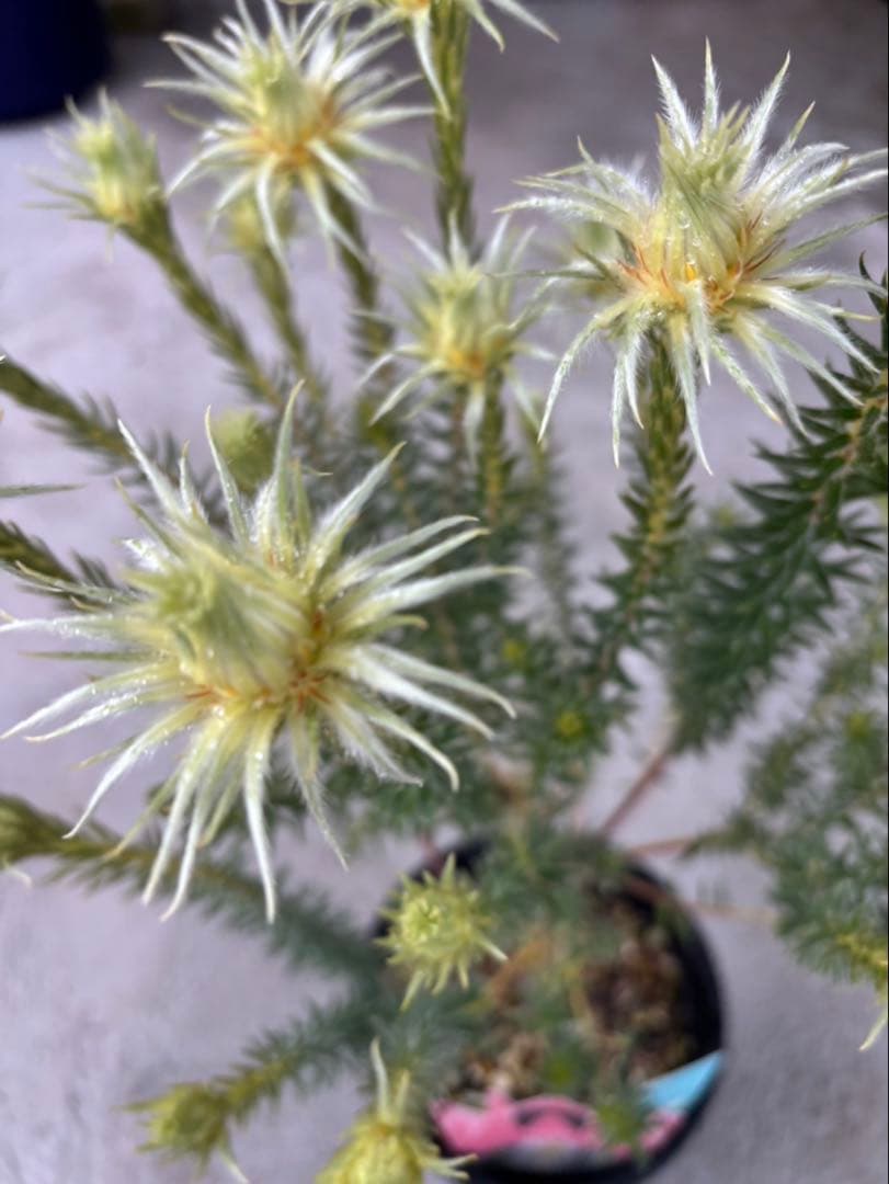 フィリカ　ハイドラ　希少　3