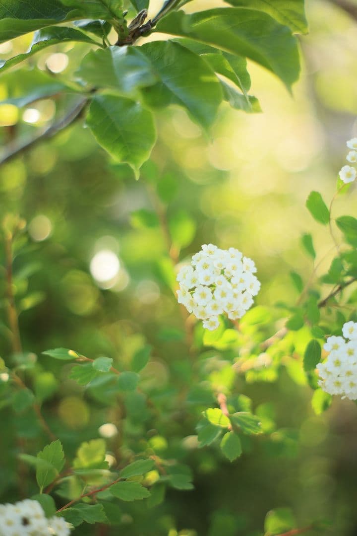 MINOLTA MC ROKKOR-PF 50mm F1.7 【美品】