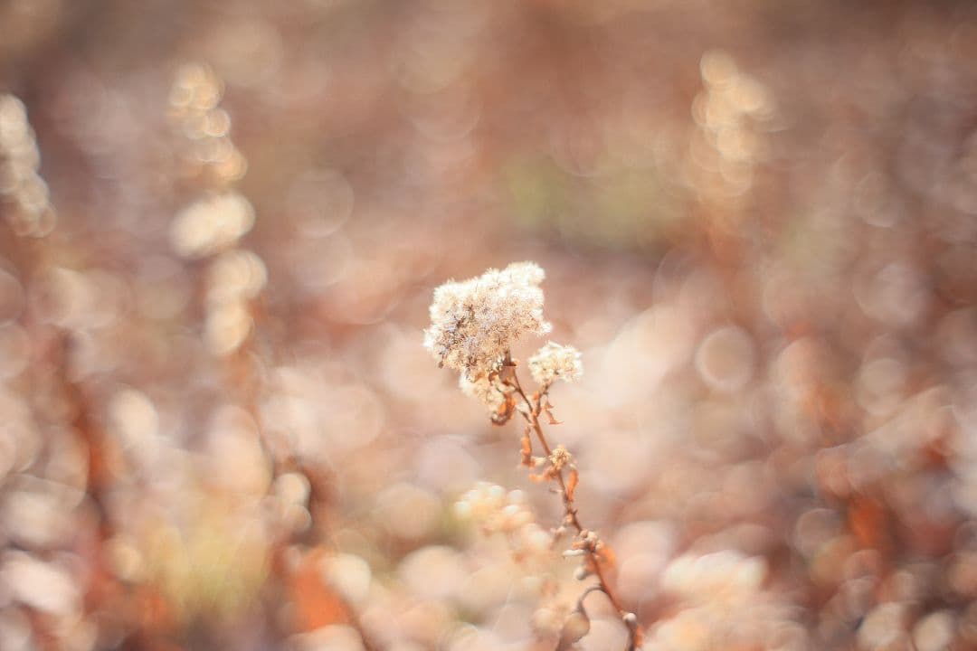 KONICA HEXANON AR 57mm F1.4 後期型 【良品】