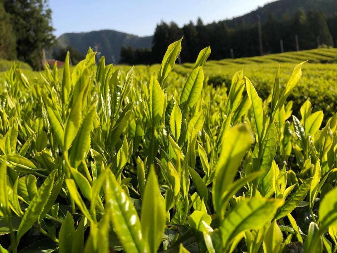 無農薬栽培の川根茶　100g×10袋 健康長寿の川根茶　農家直売　静岡茶